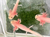 Pink axolotls