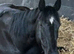Broodmare potential or companion black small but deep tb mare
