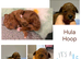 F1BB Toy Cavapoo