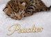 Stunning Kiwanga Pedigree F2 & F3 Savannah Kittens