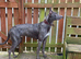 Deerhound bull greyhound