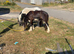 2 colt brothers