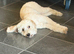 Female Cavapoo Looking for new Home