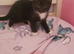 Short Hair Kittens inc. Red Females