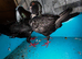 Mixed pigeons for sale