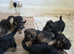 German Shepherd Puppies