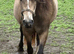 Registered Welsh Cob (Section D) potential Broodmare