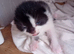 3week old kitten