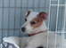 Beautiful Jack Russell Pups for sale.
