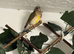 Gouldian finches
