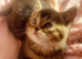 Tabby mixed British blue