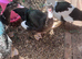 Stunning Muscovy boy