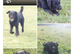 Poodle x