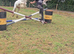 Stunning Future Star Pony &ndash; Reggie