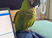 Military Macaw