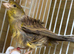 Beautiful Hen North Dutch frill canary