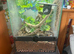 Crested gecko roughly 1 year old (tailless)