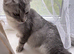 Reduces in price Scottish fold kittens