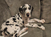 Harlequin great dane