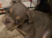 Absolutely adorable English bulldog baby's for sale