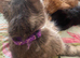 Tabby male kittens ready now