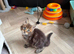 Maine Coon Registered TICA