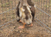 X3 fawn and white indian runner ducks