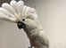 Umbrella cockatoo READY