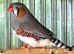 Zebra finches