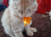 Selling 2 kittens
