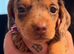Beautiful dachshund puppies