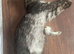 LUNA mainecoon kitten