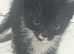 Adorable tuxedo kitty