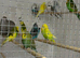 Exhibition budgies
