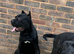 Top blood line cane corso