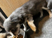 Grey and Blue Chihuahuas Ready For There Home