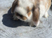 Mini lops ready now