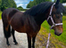 Maesmynach Bred 3yo Mare