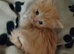 Domestic/main coon/ragdoll