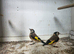 7 goldfinch 2026