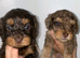 Unique Cavapoos pups