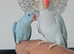 Stunning Fully Hand-Tamed Blue Indian Ringnecks