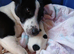1 Jack Russell boy 11 weeks old pups ready now!