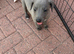 Beautiful pure whippet puppies for sale