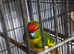 Kakarike