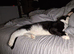 Cats needing rehoming asap