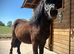 Registered Shetland Gelding