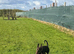 KC reg European Doberman Female Puppy