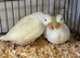 Pair of white call ducks