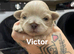 Shih Tzu Puppies Looking for Their Forever Homes!